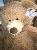 Jumbo Brown Teddy Bear 53 Inch,SooSweetShop.ca