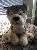 Jumbo Sitting Husky  dog 32 Inch high,SooSweetShop.ca